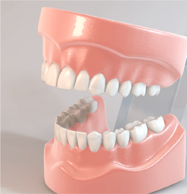 歯の位置